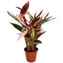 XXL shade plant - Calathea insigne "Triostar" -...