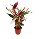 XXL shade plant - Calathea insigne "Triostar" -...