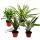 Unusual XL bromeliads "Natures Touch" - Exotic leaf beauties - 15cm pot