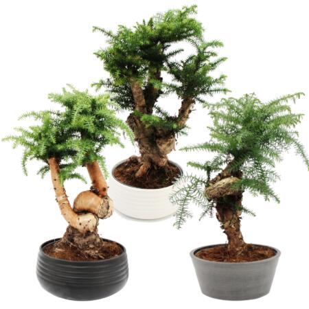 Zimmerbonsai - Araucaria cunninghamii - Zimmertanne - Neuguinea-Araukarie - ca. 65cm hoch - 25cm Schale