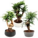 Zimmerbonsai Araucaria cunninghamii Zimmertanne...