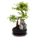 Bonsai Orme de Chine - Ulmus parviflora - Paysage rocheux...