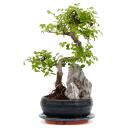 Bonsai Orme de Chine - Ulmus parviflora - Paysage rocheux...