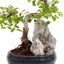 Bonsai Chinese elm - Ulmus parviflora - Decorative rock landscape - approx. 6 years old