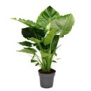 Alocasia gageana "California" - 21cm solitary...