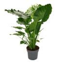 Alocasia gageana "California" - 21cm solitary...