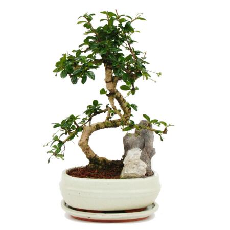 Bonsai Fukientee - Carmona microphylla - Dekorative Felslandschaft - ca. 8 Jahre