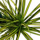 Dracaena marginata "Sunray" - Sunray Dragon...