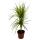 Dracaena marginata "Sunray" - Sonnenstrahl-Drachenbaum - 17cm Topf - 2er Tuff