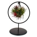 Tillandsia in a snail shell with decorative ring stand -...