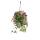 Houseplant for hanging - Tradescantia quadricolor - Four-colored three-master flower - Zebra herb - 17cm hanging basket