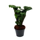 Mini Plante - Palmier Zamio - Zamioculcas zamiifolia -...