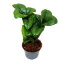 Mini Plante - Palmier Zamio - Zamioculcas zamiifolia -...