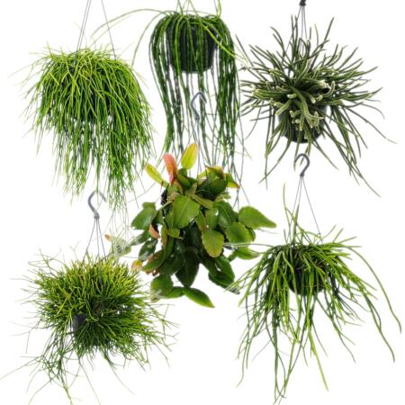 Urban Jungle Elegance - Rhipsalis - 15cm - Lampes de cactus modernes avec une belle structure de feuilles