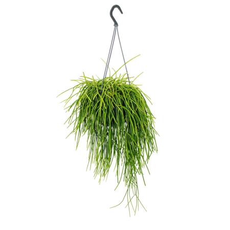 Urban Jungle Elegance - Modern cactus hanging basket with great leaf structure - Rhipsalis baccifera shaferi - 15cm