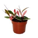 Hoya carnosa "Flamingo Dream" - Plante dintérieur grimpante avec nouvelles pousses roses - Fleur de porcelaine - Fleur de cire - Pot de 12cm