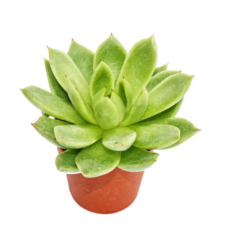 Echeveria agavoides - small plant in a 5.5cm pot