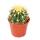 Echinocactus grusonii - chaise de belle-mère - dans un pot de 5,5 cm