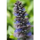 Couvre-sol - Gaillet à grandes feuilles - Ajuga reptans Catlins Giant - Pot 9cm