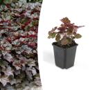 Couvre-sol - Luzule pourpre - Heuchera mic. Palace Purple...