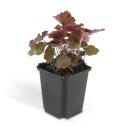 Bodendecker - Purpurglöckchen - Heuchera mic. Palace Purple - 9cm Topf