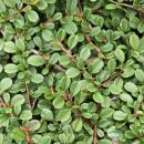 Bodendecker - Zwergmispel - Kriechmispel - Cotoneaster Streibs Findling - 9cm Topf