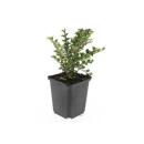 Ground cover - Fan-shaped cotoneaster - Cotoneaster...