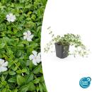 Ground cover - Small-leaved periwinkle - Vinca minor...