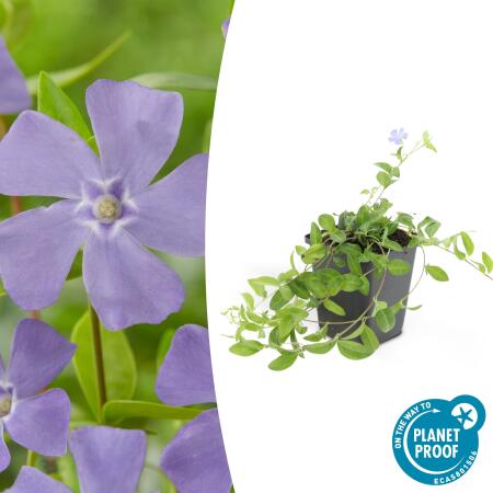 Ground cover - Small-leaved periwinkle - Vinca minor La Grave - 9cm pot