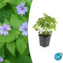 Ground cover - Knotted cranesbill - Geranium nodosum -...