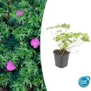 Couvre-sol - Geranium sanguineum Tiny Monster - pot 9cm