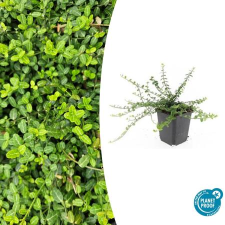 Ground cover - creeping spindle - Euonymus fortunei Minimus - 9cm pot