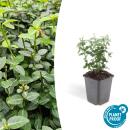 Ground cover - creeping spindle - Euonymus fortunei...