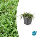 Ground cover - Moss - Brown pinnate moss - Leptinella...