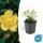 Ground cover - St. Johns Wort - Hypericum calycinum - 9cm pot