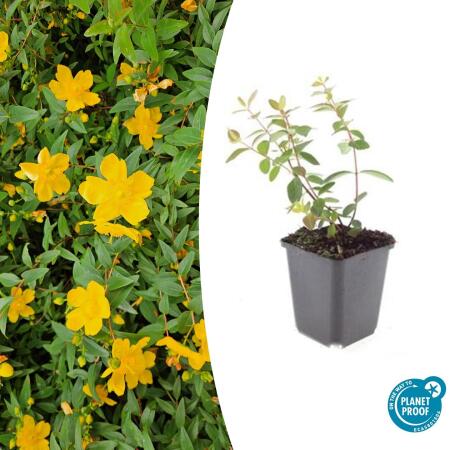 Ground cover - St. Johns wort - Hypericum dummeri Peter Dummer - 9cm pot