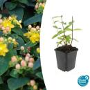 Ground cover - St. Johns wort - Hypericum inodorum...