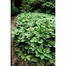 Ground cover - Shade green - Dickmännchen - Pachysandra terminalis - 9cm pot