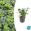 Couvre-sol - Vert dombre - Pachysandra Green Sheen - Pot 9cm