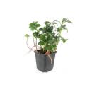 Couvre-sol - Vert dombre - Pachysandra Green Sheen - Pot 9cm