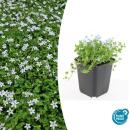 Ground cover - White lobelia - Isotoma fluviatilis Alba -...