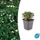 Ground cover - Carpet cinquefoil - Potentilla tridentata...