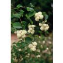 Bodendecker - Niedrige Purpurbeere - Symphoricarpos...