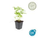 Couvre-sol - Fraise des bois - Fragaria vesca - Pot 9cm