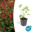 Candle knotweed - Persicaria amplexicaulis - Bistorta -...