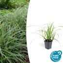 Ornamental grass - Japanese sedge - Carex morrowii Ice Dance - 9cm pot