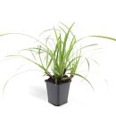 Ornamental grass - Japanese sedge - Carex morrowii Ice Dance - 9cm pot