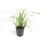 Ornamental grass - Japanese sedge - Carex morrowii Ice Dance - 9cm pot