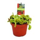 Piège à mouches Vénus - Dionaea muscipula - pot de 12cm