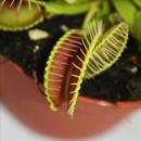 Piège à mouches Vénus - Dionaea muscipula - pot de 12cm